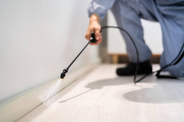 Bed Bug Pre-Treatment Preparation Assessment in Brandon